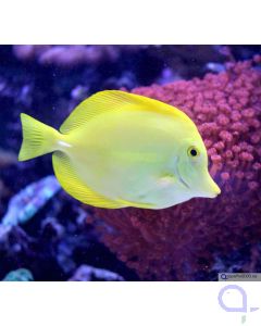 Zebrasoma flavescens TANKBRED - Hawaii-Doktorfisch Nachzucht