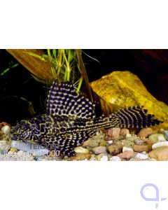 Waben Schilderwels - Glyptoperichthys gibbiceps