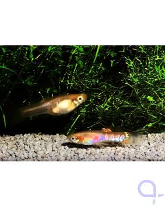 Endler Guppy - Ginga Rubra blond - Poecilia wingei Paar