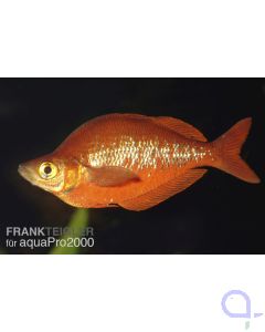Lachsroter Regenbogenfisch - Glossolepis incisus 