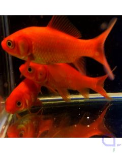 Goldfisch Chinesische Zuchtform Rot - Carassius auratus