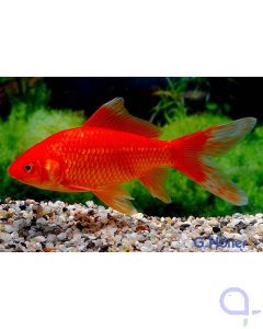 Goldfisch Rot-Orange - Carassius auratus