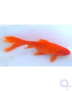 Goldfisch Comet rot - Carassius auratus