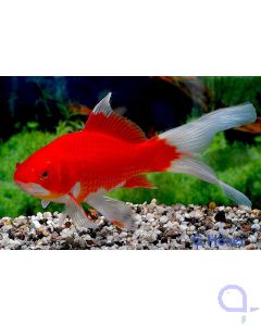Goldfisch XL Rot-Orange - Carassius auratus