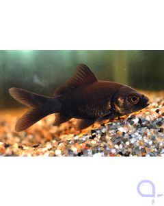 Schwarzer Goldfisch - Carassius auratus