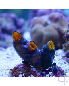 Polycarpa aurata - Goldseescheide
