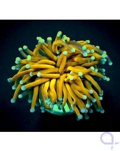 Euphyllia glabrescens "Golden Torch" - Fackelkoralle