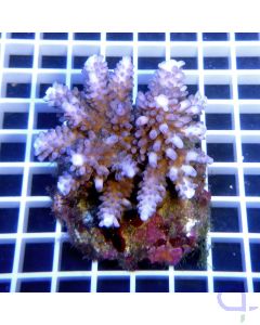Acropora gomezi SPS Koralle