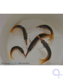 Gomphosus varius - Langnasen-Lippfisch - Weibchen