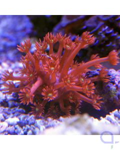 Goniopora Red Premium - Ableger