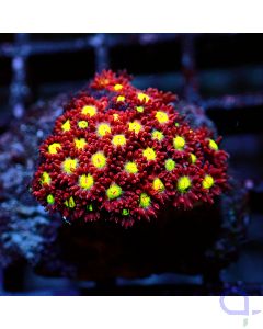 Goniopora - Yellow Red - Filter