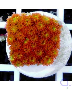 Goniopora sp. "Sunburst Ultra" Ableger