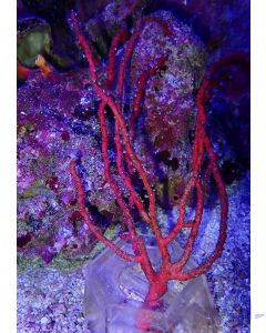 Diodogorgia nodulifera XL - Komplett Rot