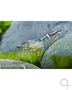 Großarmgarnele - Macrobrachium sp. Red Claw (Planarienfresser)