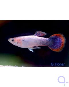 Guppy Männchen Purple - Poecilia reticulata