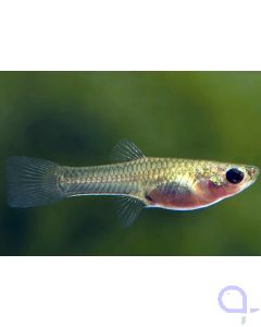 Guppy Weibchen Standard - Poecilia reticulata