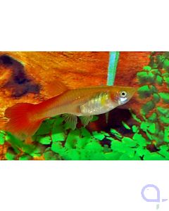 Guppy Weibchen Mix 4 Fische - Poecilia reticulata