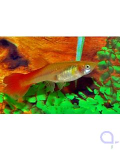 Guppy Weibchen Flamingo Rot - Poecilia reticulata