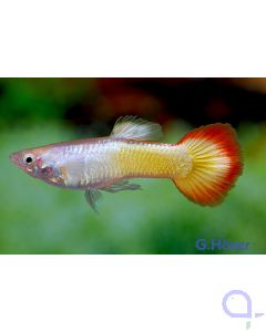 Guppy Männchen Flame - Poecilia reticulata