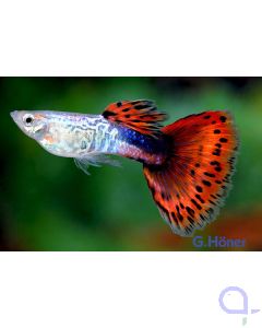 Guppy Männchen Cobra Rot - Poecilia reticulata