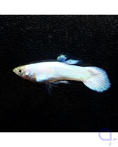 Platinum Snow White Guppy - Einzel