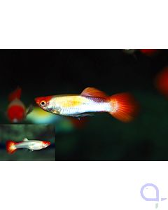 Guppy Koi Platinum - Poecilia reticulata - Paar