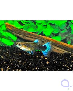 Guppy Weibchen Neon Blau - Poecilia reticulata