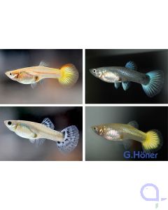 Guppy Weibchen Mix 4 Fische - Poecilia reticulata