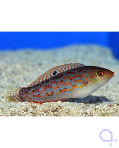 Halichoeres timorensis - Timor Lippfisch