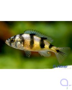 Haplochromis obliquidens - Zebra Viktoriabarsch