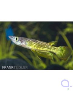 Goldener Streifenhechtling - Aplocheilus lineatus