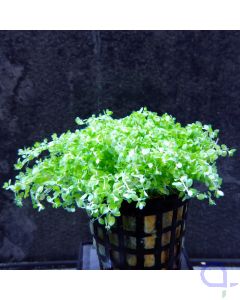 Hemianthus callitrochoides "cuba"