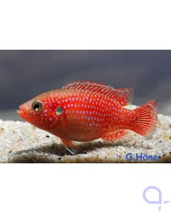 Juwelenbuntbarsch - Hemichromis lifalili Weibchen