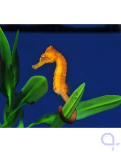 Hippocampus reidi - Langschnäuziges Seepferdchen - Orange