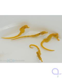 Hippocampus reidi - Langschnäuziges Seepferdchen - Gelb