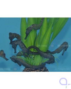Hippocampus reidi - Langschnäuziges Seepferdchen