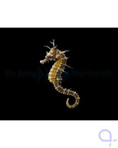 Hippocampus erectus Seepferdchen