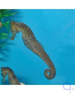Hippocampus reidi - Langschnäuziges Seepferdchen - gelblich