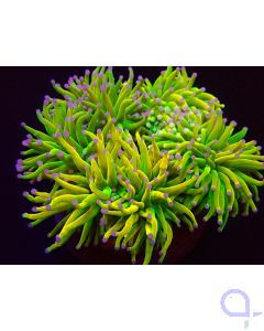 Euphyllia glabrescens - Holy Grail