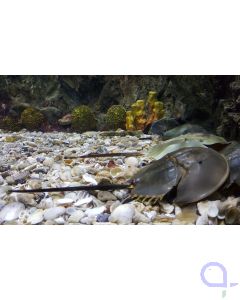 Limulus polyphemus - Atlantischer Pfeilschwanzkrebs