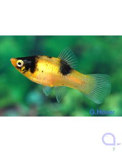 Platy Calico blau-rot - Xiphophorus maculatus