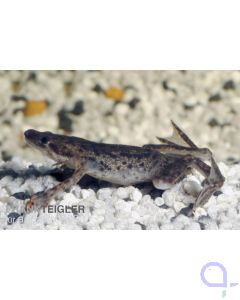 Zwergkrallenfrosch, Hymenochirus boettgeri