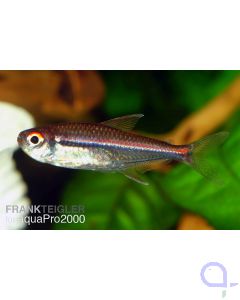 Hyphessobrycon amapaensis - Amapa-Glühlichtsalmler