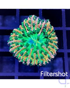 Cycloseris - Rainbow Ultra