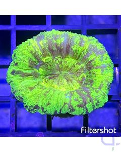 Trachyphyllia - Neon Green - Filtershot