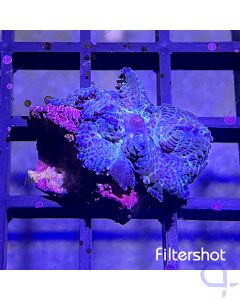 Discosoma coeruleus - Blue - Filtershot