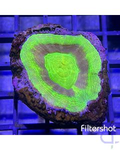 Scolymia - Ufo #LPS E - 1