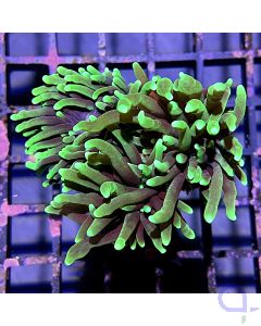 Euphyllia glabrescens - dark torch
