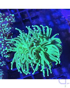 Euphyllia glabrescens Fake Holy #907