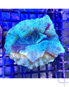 Acanthophyllia Ice #918